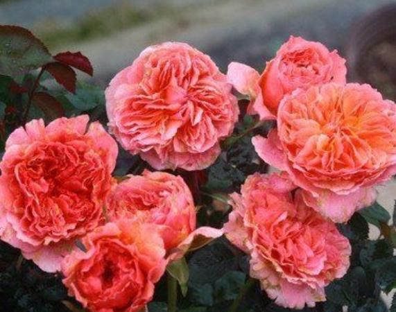 天生"懒婆娘"的3大生肖女,懒人有懒福,人懒却得宠