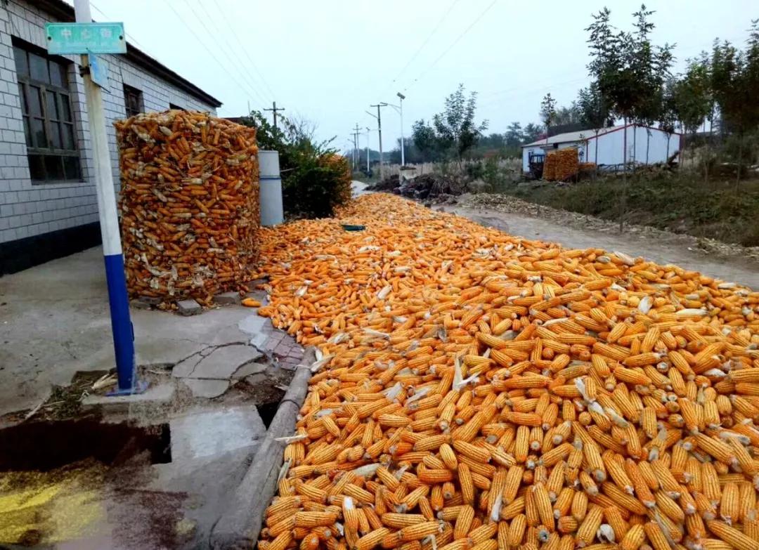 玉米现货涨势松动