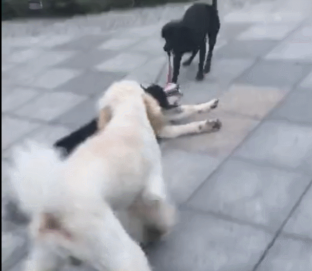 阿拉斯加不想回家,被同伴强行拖走,三傻就是这么任性!