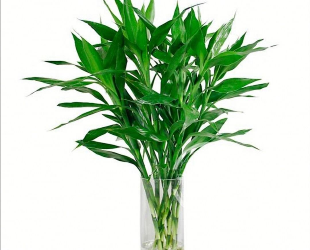 富贵竹怎么种植(富贵竹怎么种植好看)