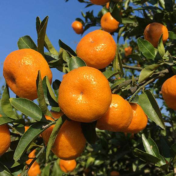 11月的南丰蜜桔,金黄透亮,风味甘甜,你吃过吗?