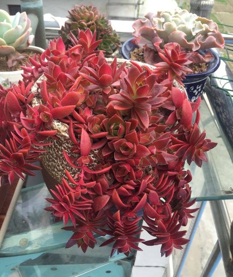 很好养活的3种"多肉",养出群生养成老桩,真的很美