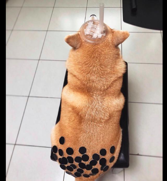 主人让柴犬角色扮演变成一杯珍珠奶茶狗你是不是以为很幽默