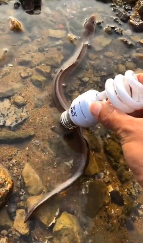 美女用灯泡测试电鳗智商捉急网友找皮卡丘试试十万伏特