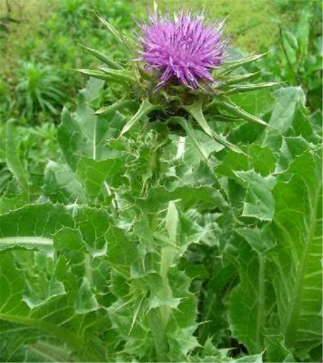蓟菜这种野菜有养生保健的奇效可有人还以为它是杂草