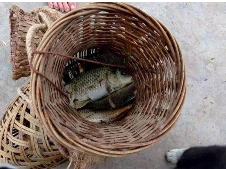 男子河里抓到一条"怪鱼",伸手去抓时被咬,让他不淡定|鱼篓|雀鳝|鱼