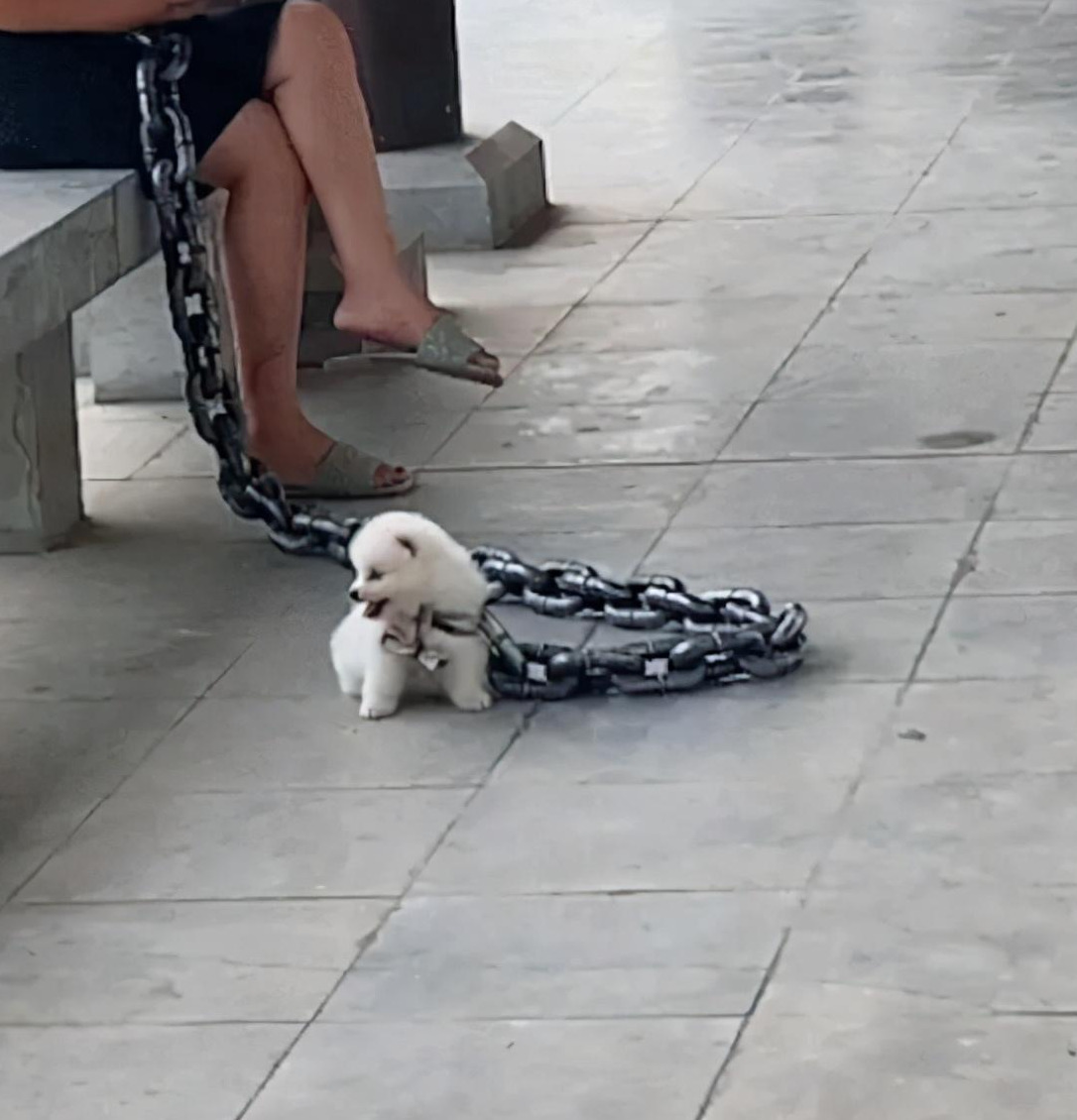 链子|大铁|牵引绳_新浪新闻