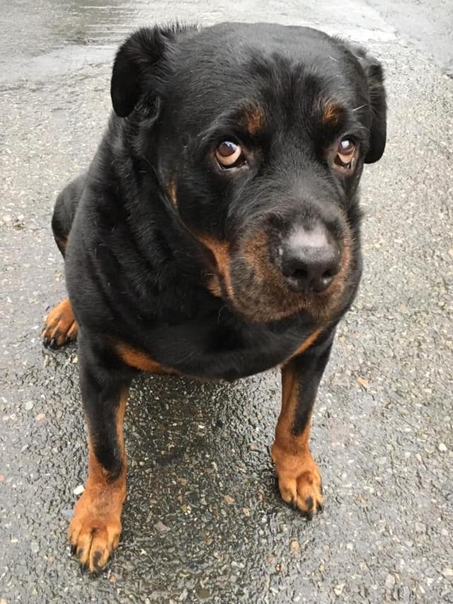 120斤罗威纳,甘心充当阿婆的暖手拐杖!一点猛犬的样子都没有