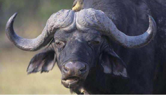 起源于印度的原牛为何通过迁徙就能遍布世界各地