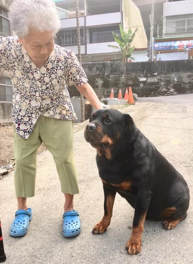 120斤罗威纳,甘心充当阿婆的暖手拐杖!一点猛犬的样子都没有