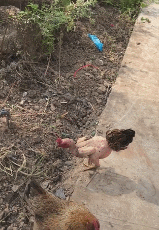 一只母鸡被扒光毛,依然亮点十足,同伴以为是异类!