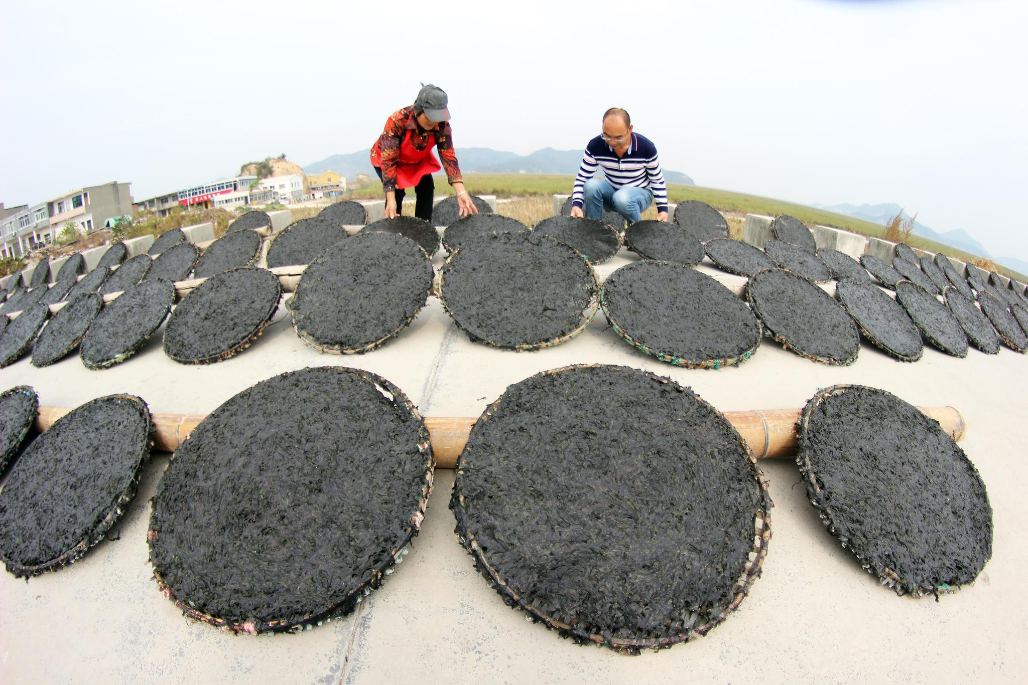 11月2日,浙江省台州市路桥区金清镇海边,群众正在晾晒紫菜.