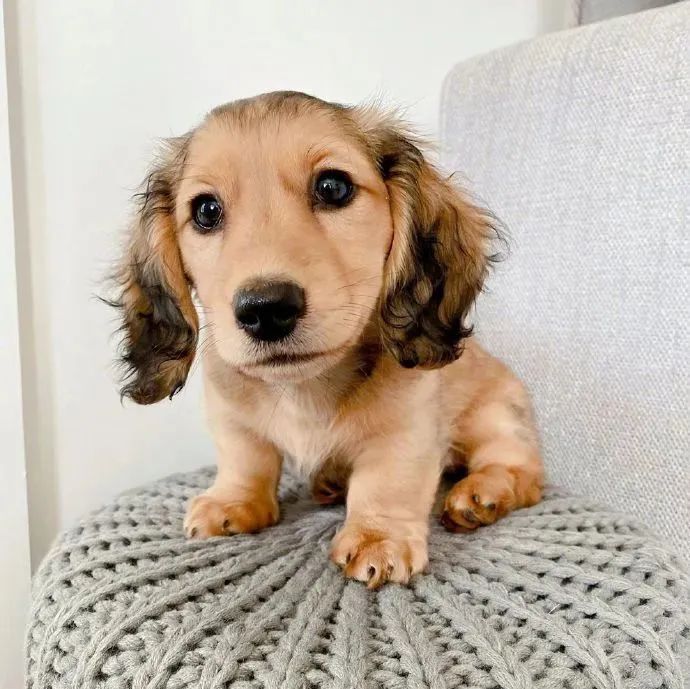 是个会微笑的小卷毛!