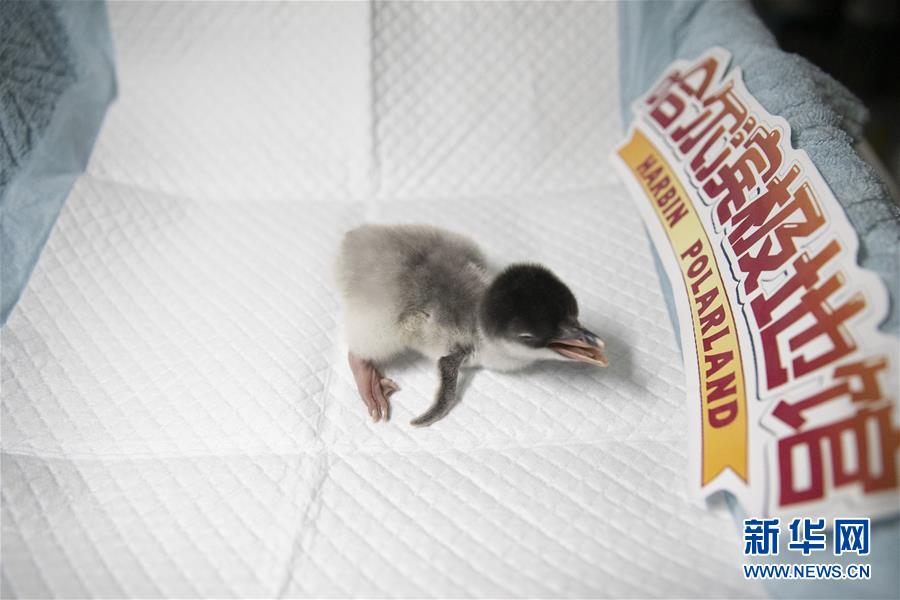 哈尔滨极地馆:企鹅宝宝降生