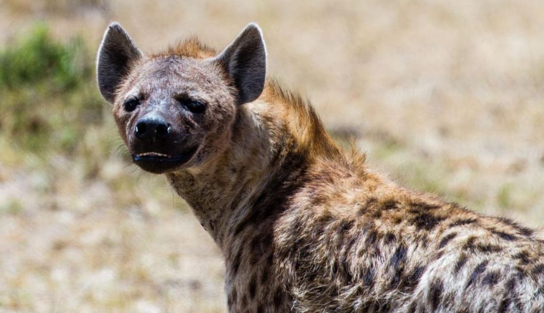 一只鬣狗在车旁寻求帮助,正欲下车救助,却庆幸自己没下车!|鬣狗|车子|