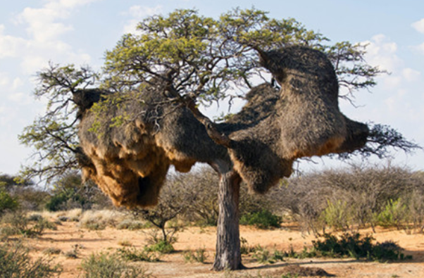 女子野外发现棵"蘑菇树",好奇走近细看后,下一秒惊喜了