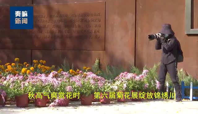 德州 锦绣川菊展11月6日开启 邀您一起来赏菊