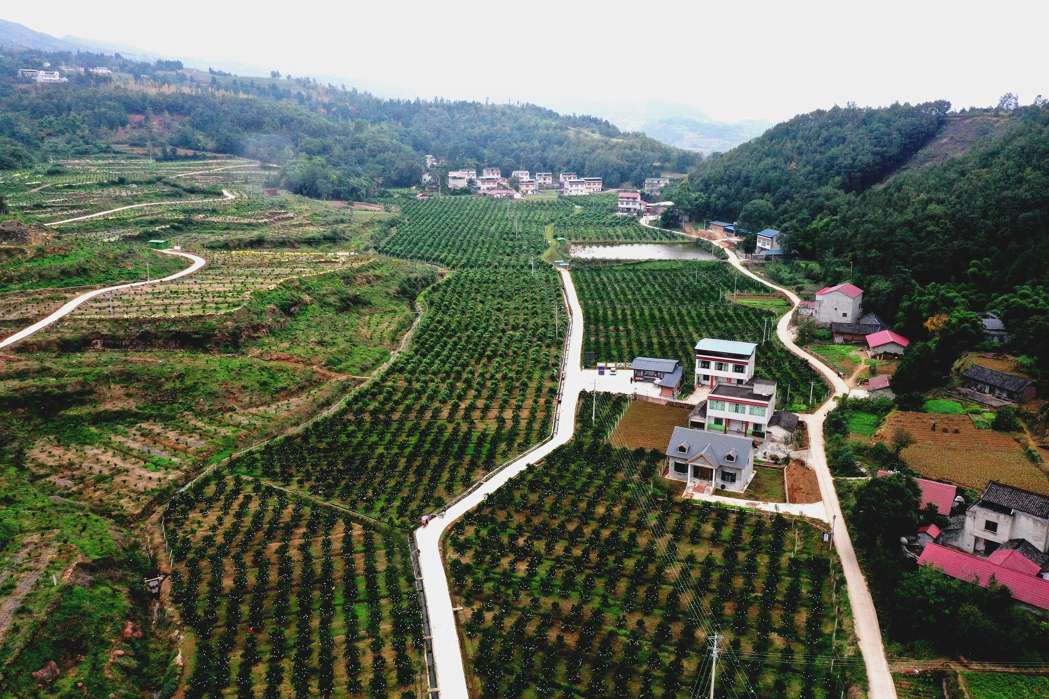 中江县发展农民专业合作社加快乡村振兴步伐