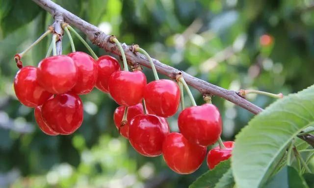 还记得三月份大府井村的樱桃花吗?