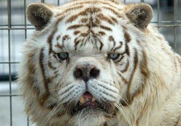 男子动物园游玩,瞥见只老虎多人围观,凑前看清瞬间笑喷