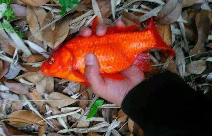 估计是锦鲤和鲫鱼杂交.没有胡子,应该还算鲫鱼.