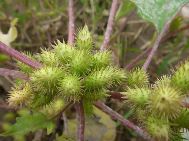 苍耳是儿时回忆其实价值很高