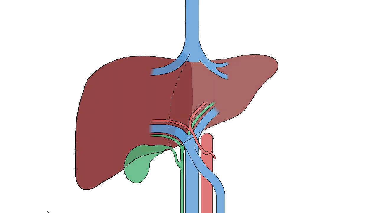 秒懂:肝脏移植是怎么回事?