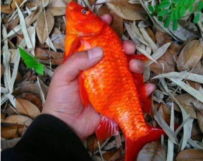 郊区河里野钓到怪鱼通体红色长得实在漂亮