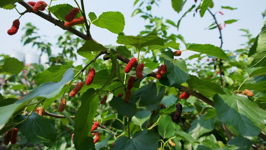 在以前人们种植桑树主要是吃它的果实,或者是用桑叶来喂养蚕.
