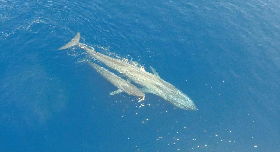 蓝鲸并不是世界上最大的动物, 看看这就知道天外有天