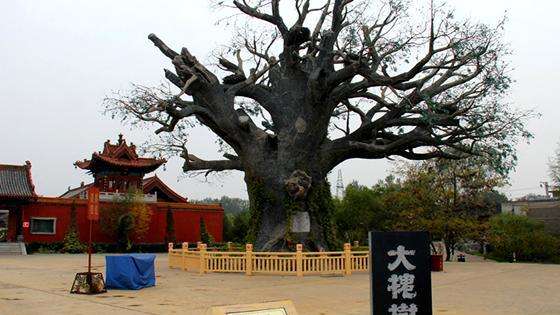 山西大槐树,有何特殊性,为何全国各地都有人,去哪里寻根问祖?