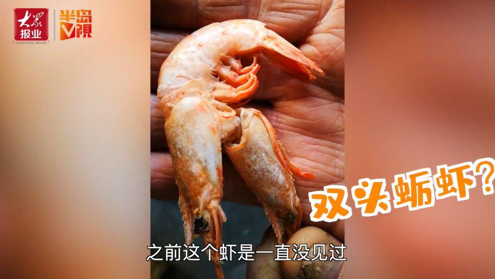 新鲜!超市里买了个"双头虾",专家现场鉴定,这个结论我服!