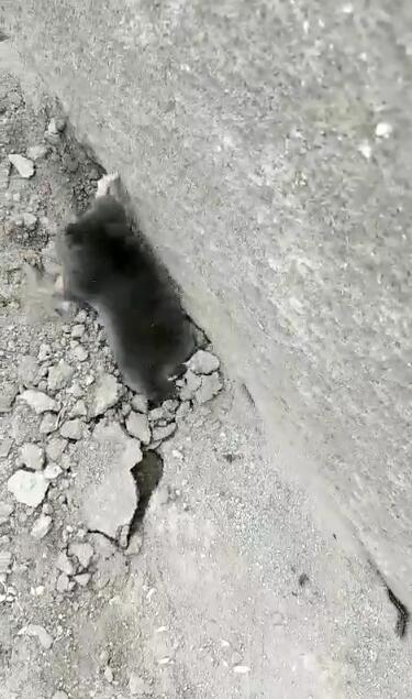 仓鼠挖墙脚根,主人当场看呆,走进一瞧竖起大拇指!