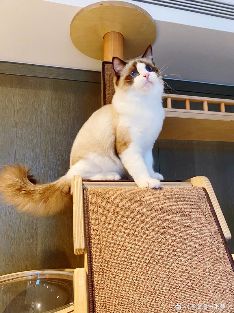 就挺想魂穿张艺兴的猫被他天天抱在怀里也是蛮美的