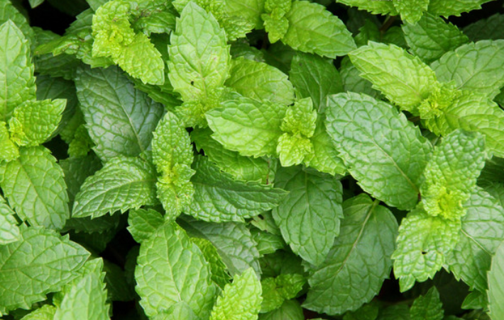 常用此物泡水,清热解毒,治感冒,冬天不咳嗽|咳嗽|薄荷叶|功效_新浪