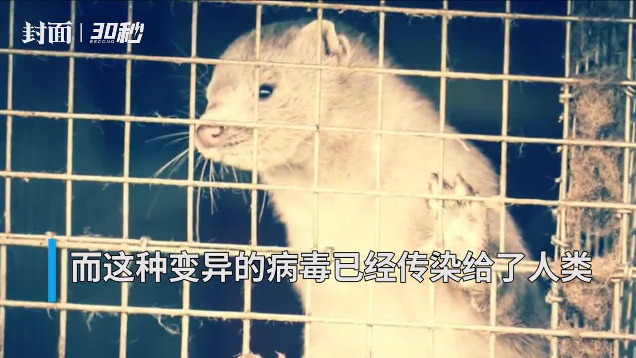 丹麦全面扑杀水貂动物传染人成真新冠病毒再次变异