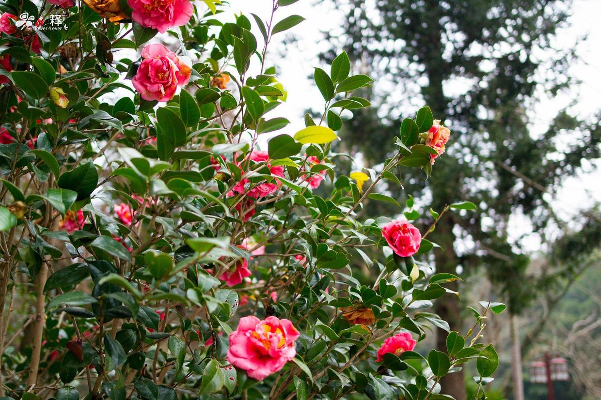 花蕾掉光的茶花一点都不好看了支招救救它吧