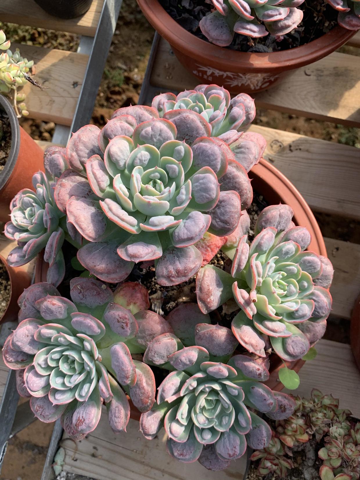 多肉雨滴爆群生养了4年终于出状态了竟然有人说它丑