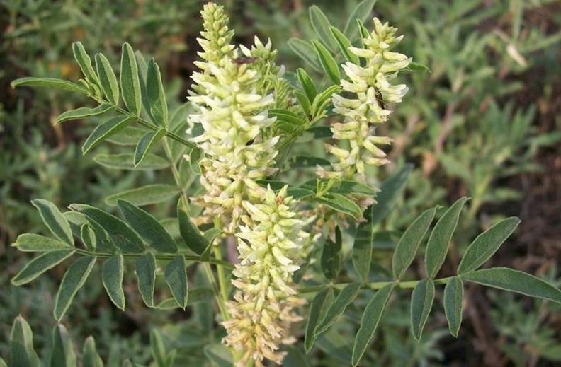 蒲公英甘草茶食材:蒲公英5克,甘草5克功效:治胃痛,脘腹,胃炎,脾胃气虚