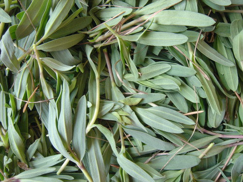 功效:山麻楂是一种高营养的野菜,此菜嫩叶能够炒食,其中粗纤维和蛋白