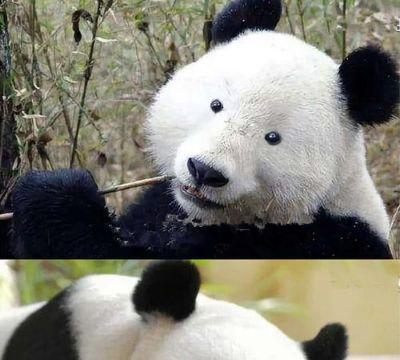 熊猫:奶爸,熊家黑眼圈没了,饲养员:别卖萌了,你国宝地位堪忧
