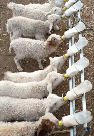 样子非常的可爱,小羊们吃得特别的顺畅,跟喝妈妈的奶一样