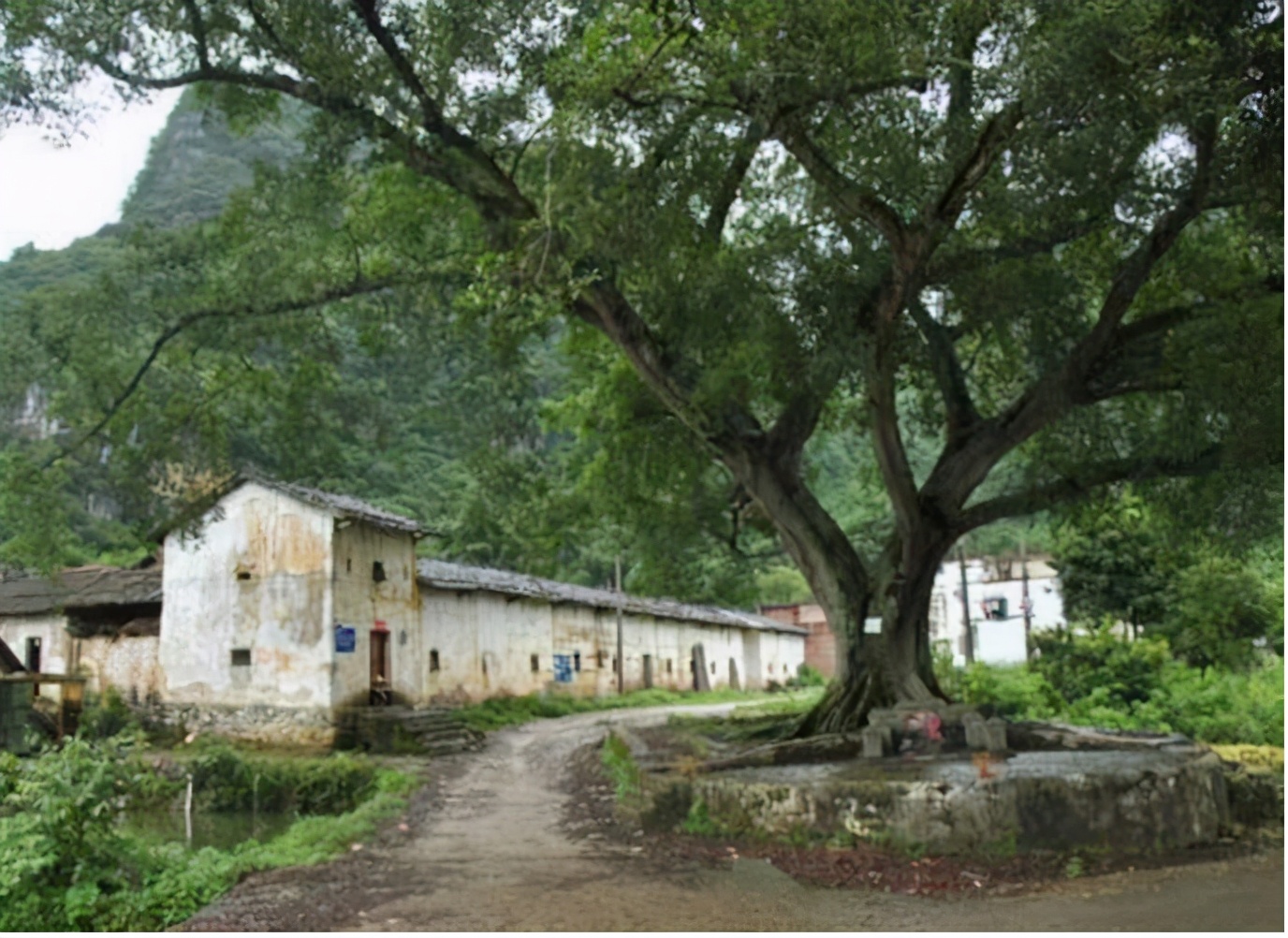 农村俗语"大树莫要碰机油,碰到机油一命休",大树为啥怕机油?