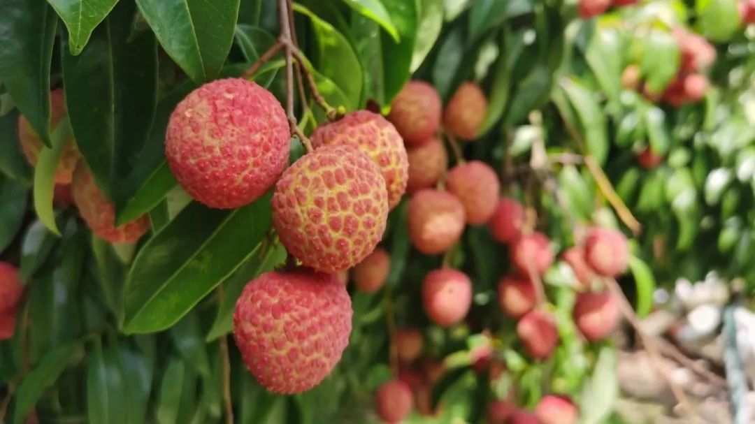 钦州红荔是钦北区原产,选育的优质品种,单果最重达62.