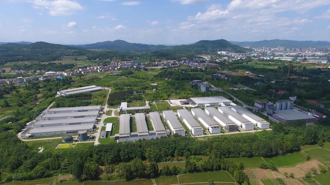 圣迪乐村一年卖出超20亿枚鸡蛋,还计划两年内"翻一番"