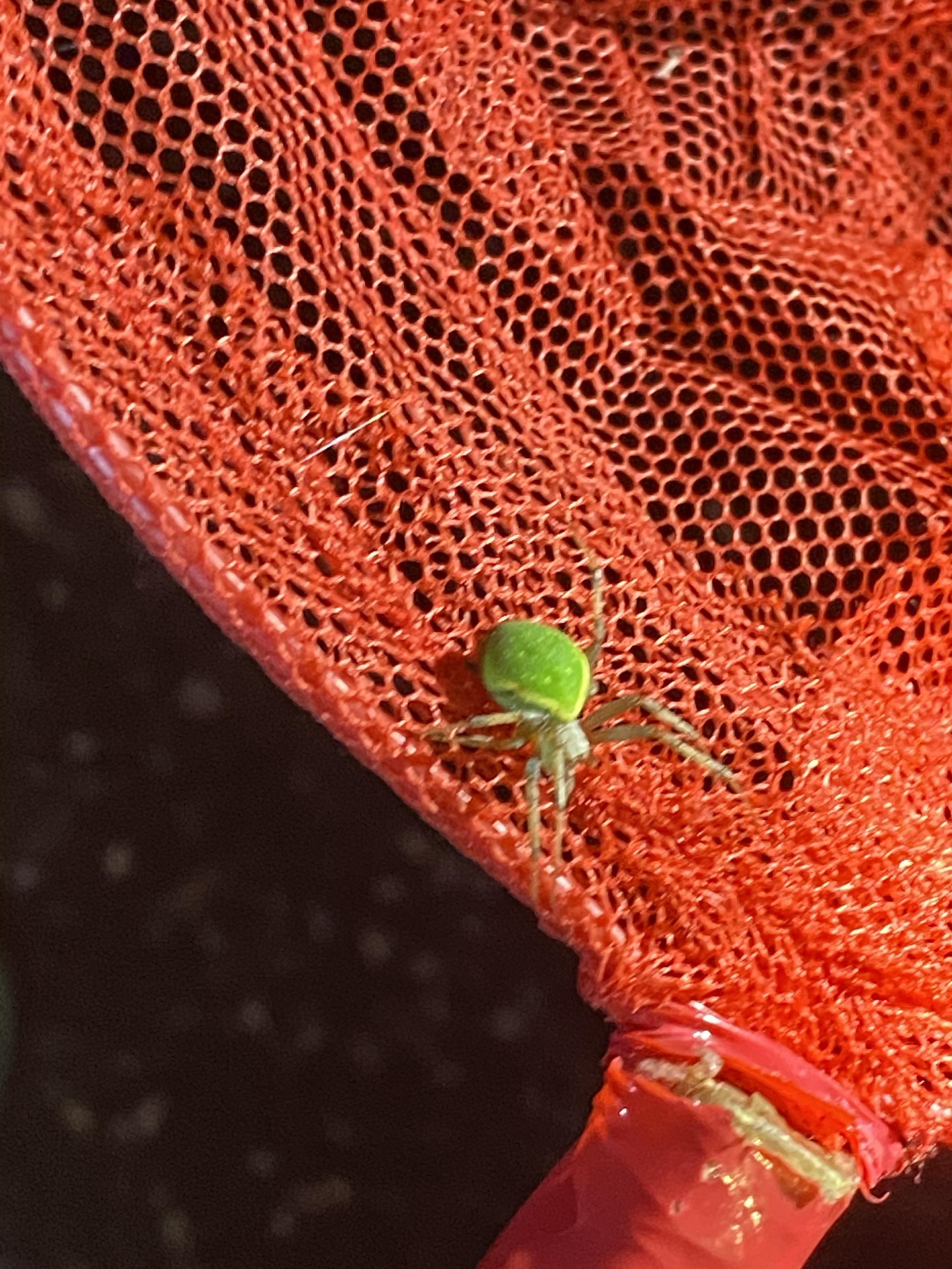 一只被红色网兜偶遇的绿壳小昆虫.