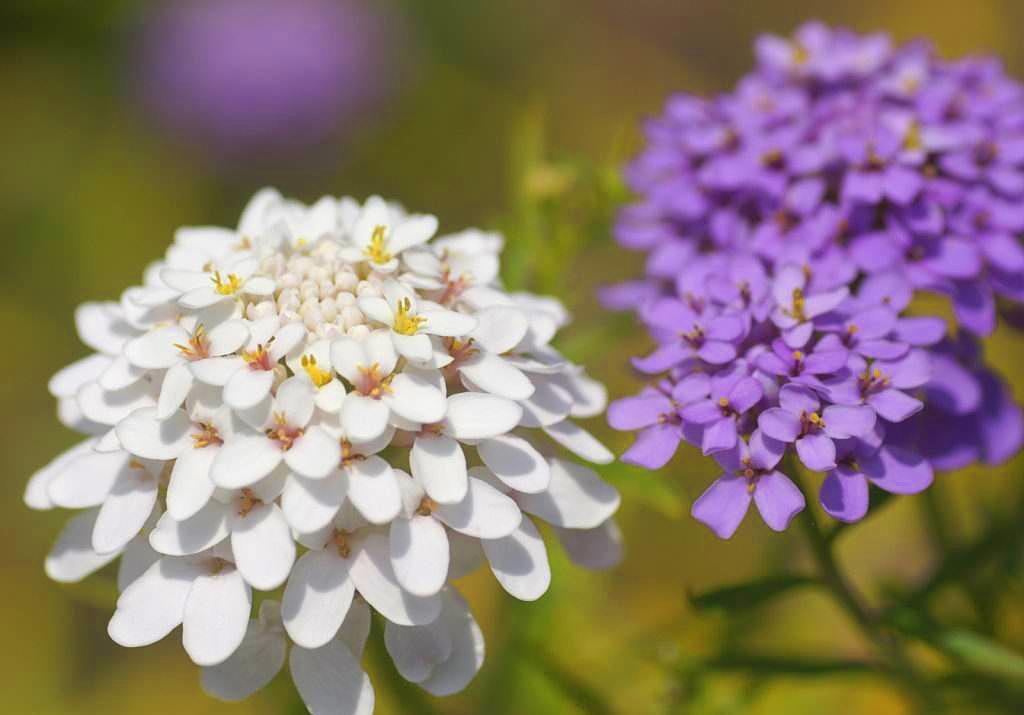 一种花能开三色花,白的紫的粉红的,名叫蜂室花开花持久花香飘远