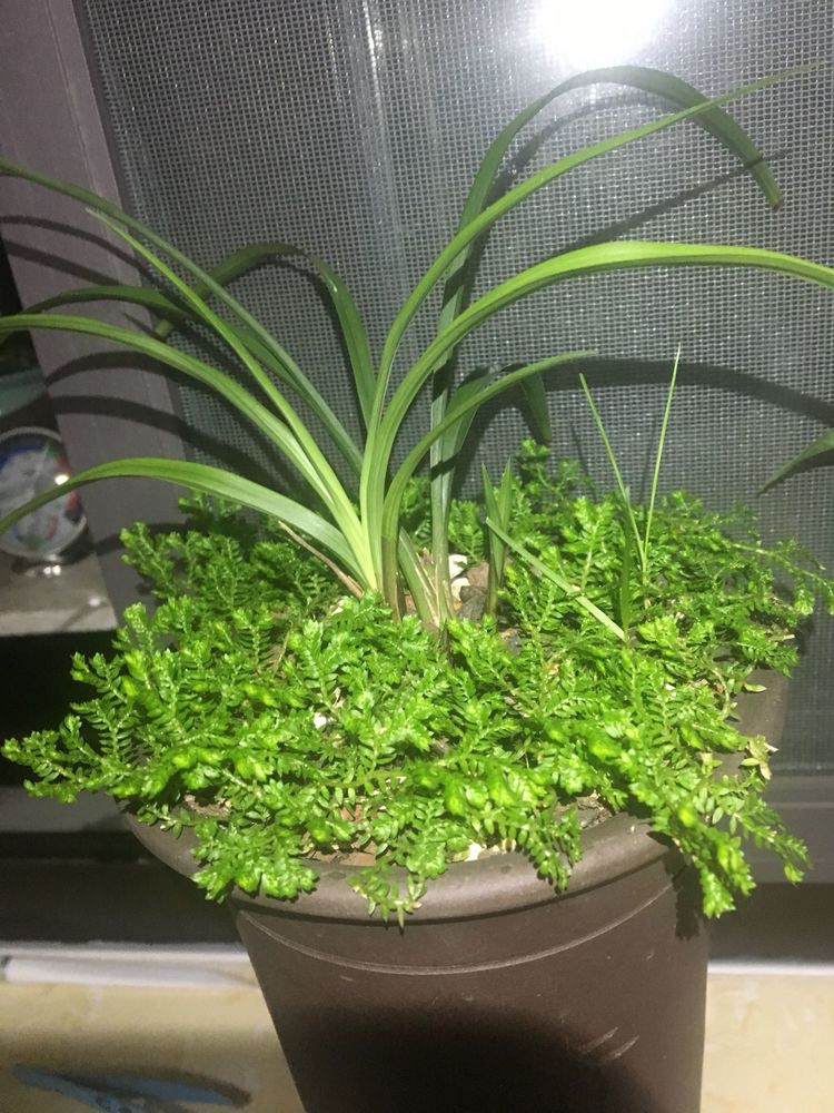 养兰花总是乱浇水盆面铺上翠云草好看又能管住手浇水好轻松