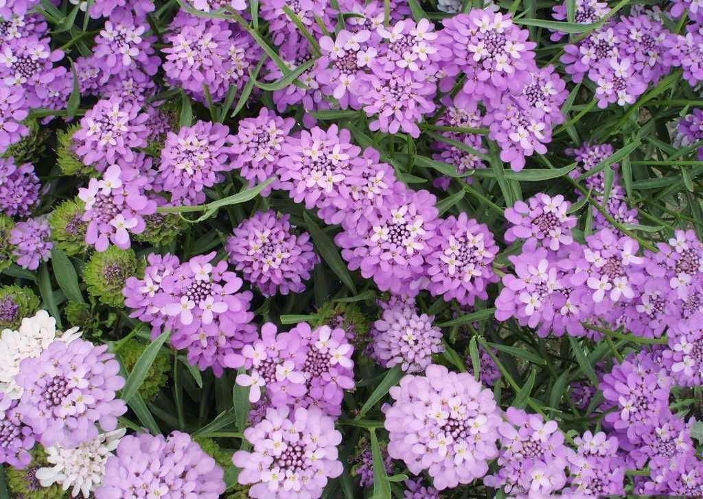 一种花能开三色花,白的紫的粉红的,名叫蜂室花开花持久花香飘远