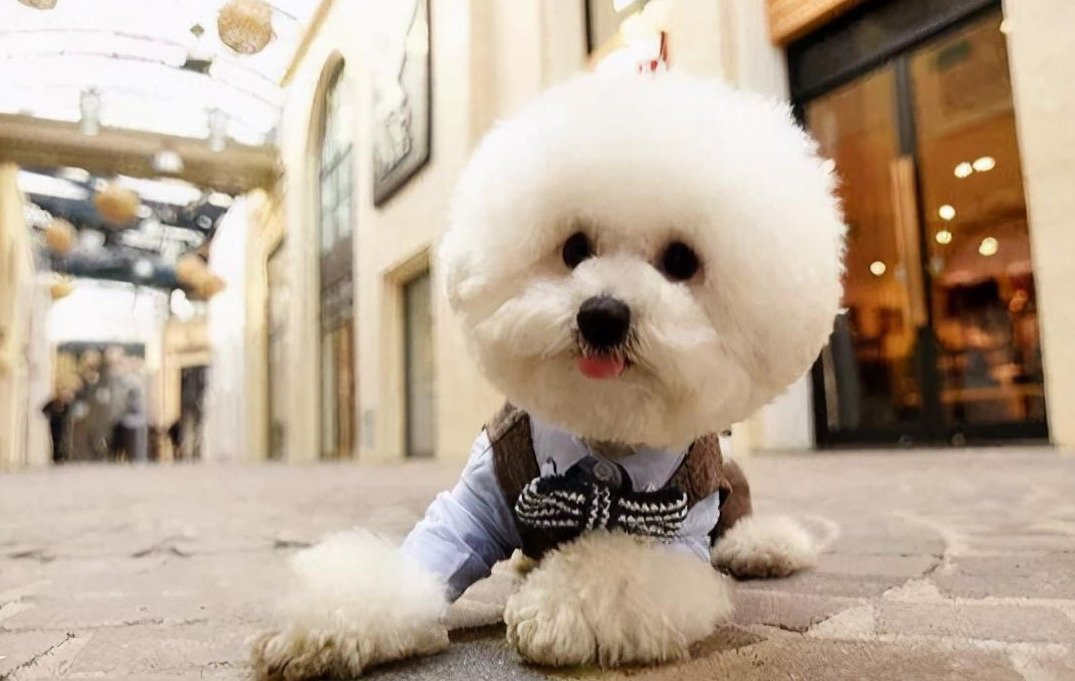 比熊犬有没有病,看这6个地方就行,不用老跑医院|比熊犬|比熊|狗狗